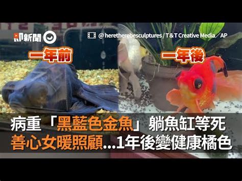 黑牡丹金魚壽命|【黑牡丹金魚壽命】「黑牡丹金魚壽命揭密！7大禁忌不能犯，讓。